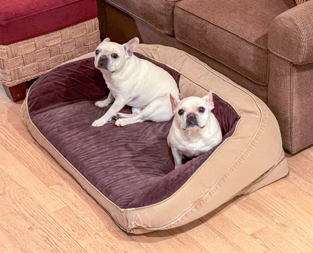 Dog beds