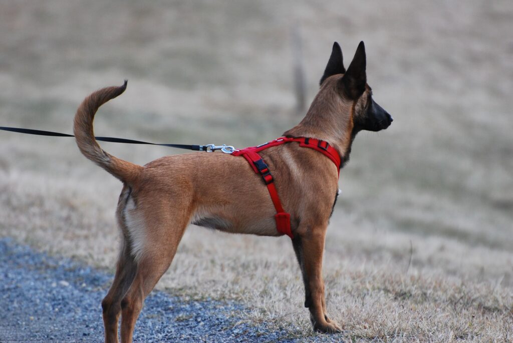 Dog belt and chain